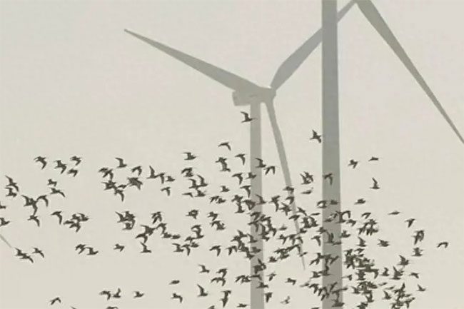 The threat of wind energy to birds and other flying objects is a significant concern.