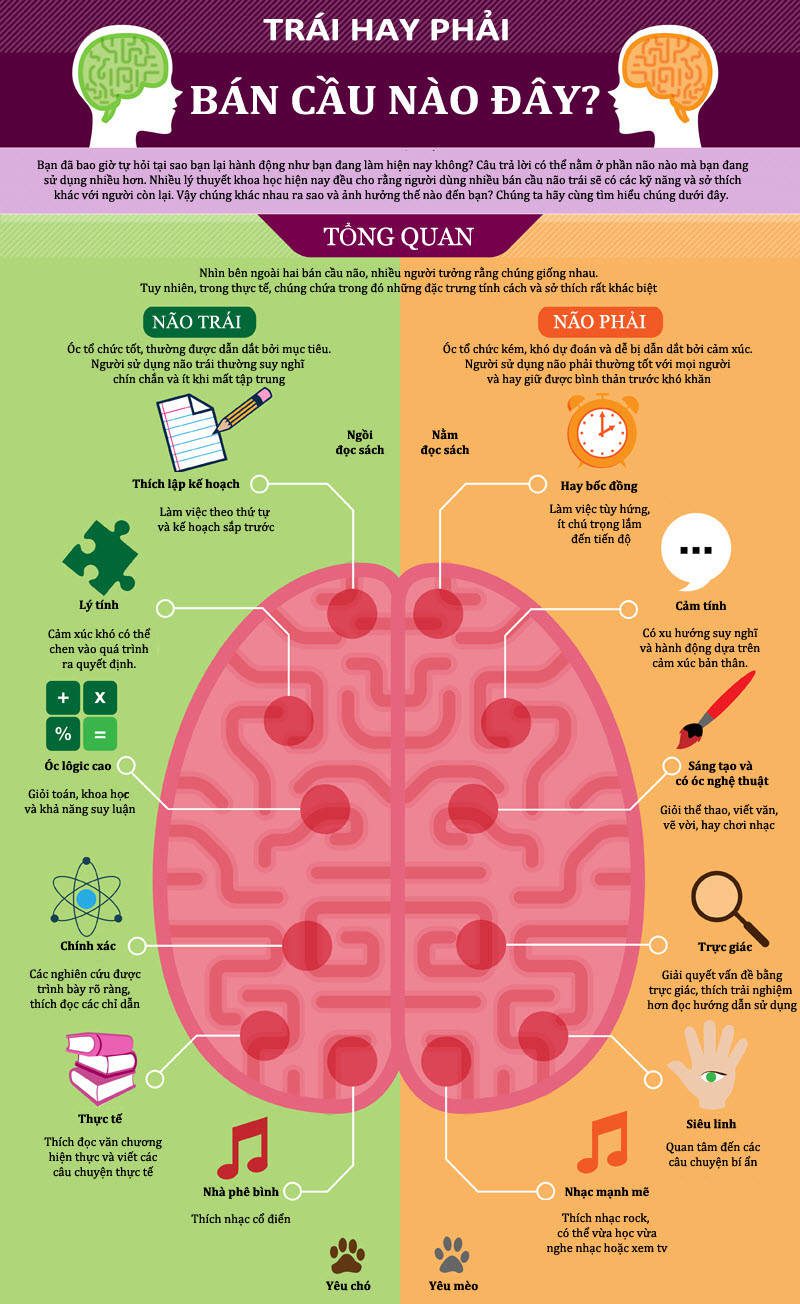 The left hemisphere is responsible for language functions, processing information