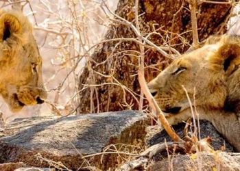 new discovery about cannibalism in tsavo 137326