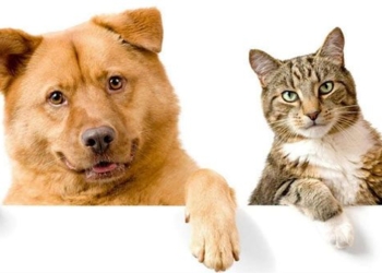 new research on how to help dogs and cats get along 137337