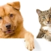 new research on how to help dogs and cats get along 137337