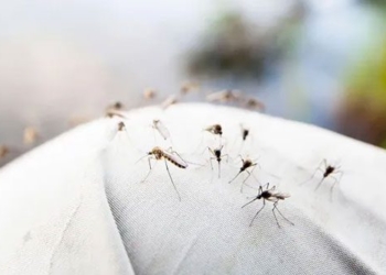 new research shows mosquitoes can also draw blood 137477