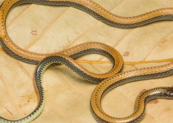 new snake species discovered in vietnam 138279