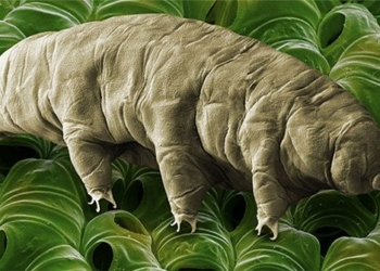 new water bear type reveals secret to immortality 137472