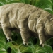 new water bear type reveals secret to immortality 137472