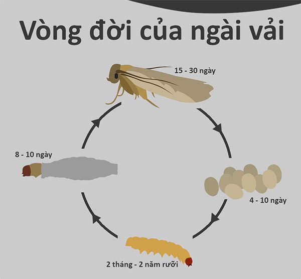 Life cycle of the moth