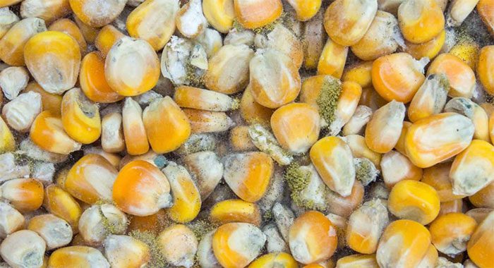 Aflatoxin is commonly found in moldy foods, especially those high in starch.