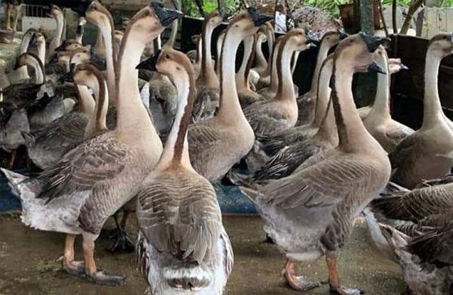 Lion Goose has gray feathers and a black crest.