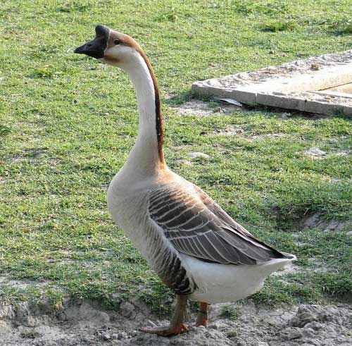 Lion Goose looks quite fierce