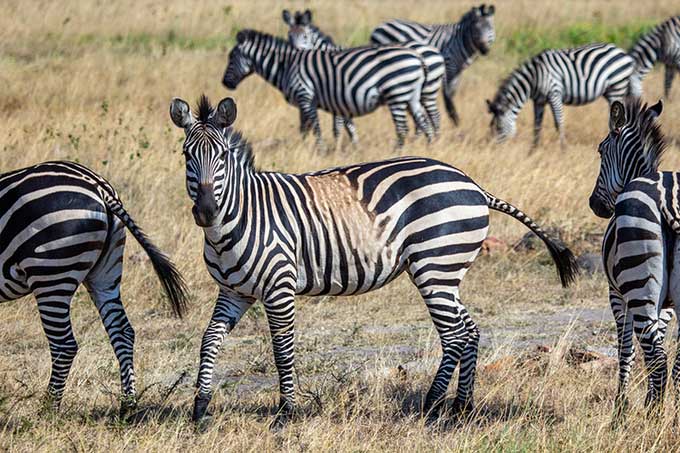 Zebra with unusual patterns