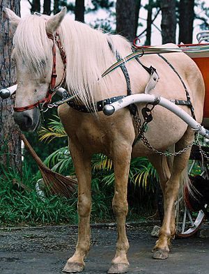 Vietnamese horse breeds are usually local purebreds.