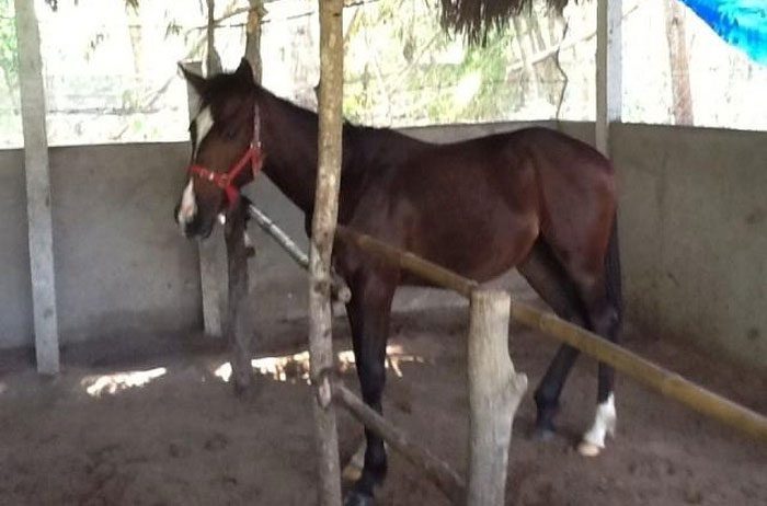 Local horses are scattered across the country.