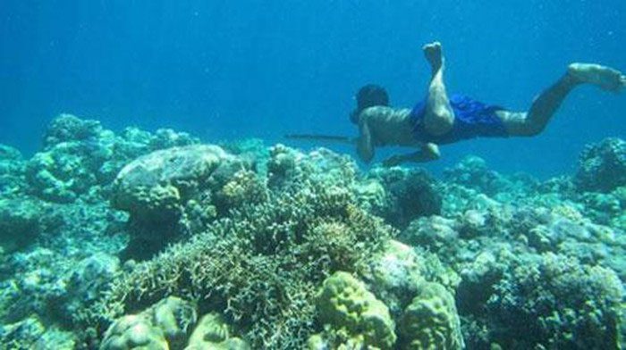 The Bajau people dive with long spears to catch seafood.