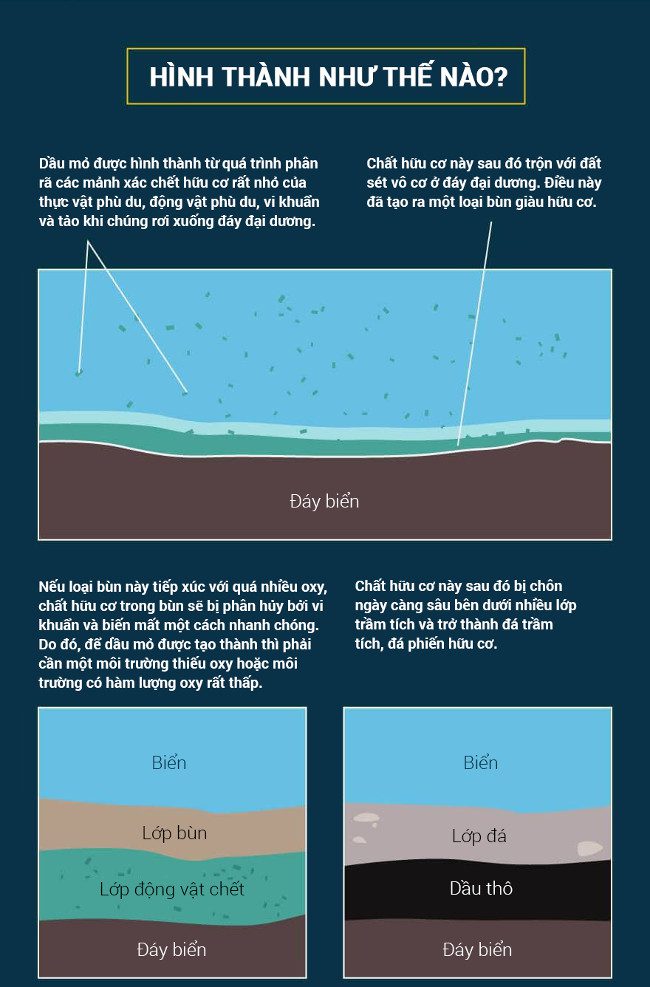 Petroleum is formed from the breakdown of organic remains of plankton.