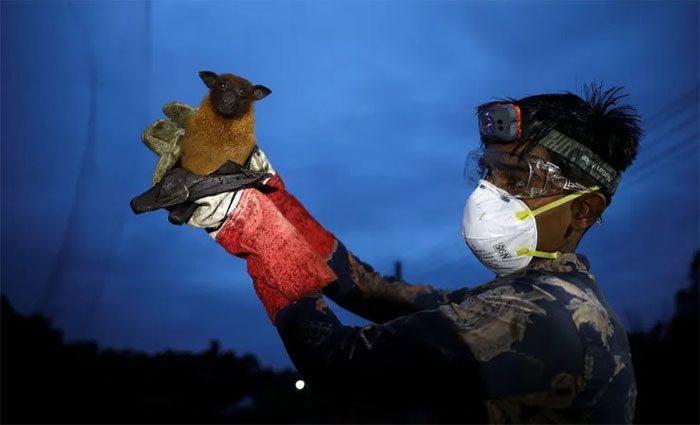 A researcher captures bats to collect samples for Nipah virus research