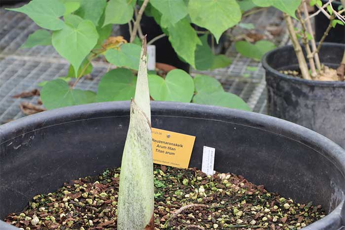 Propagation of the Titan Arum flower.