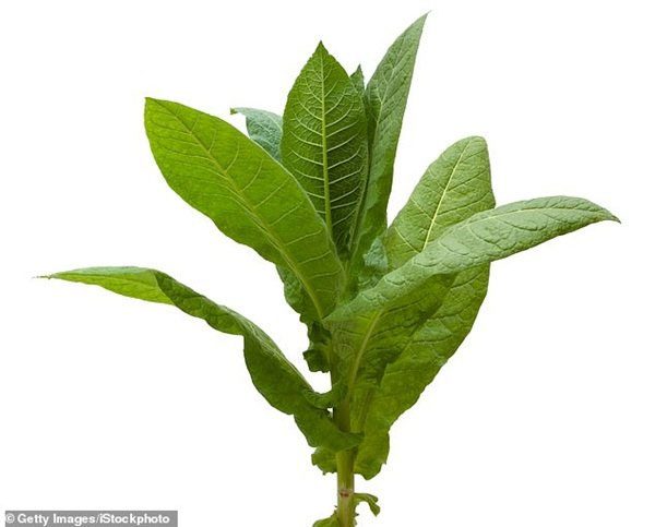 Scientists conducted experiments on tomato and tobacco branches by neglecting to water them for several days.