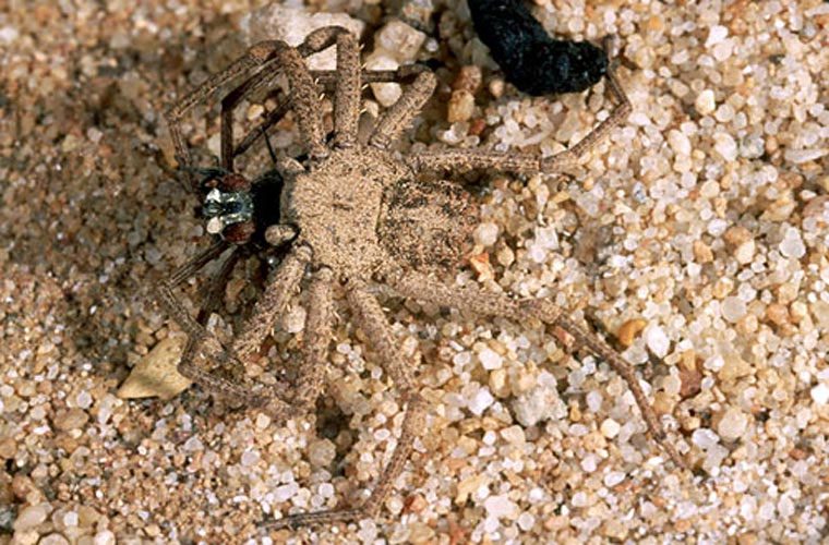 Six-Eyed Sand Spider