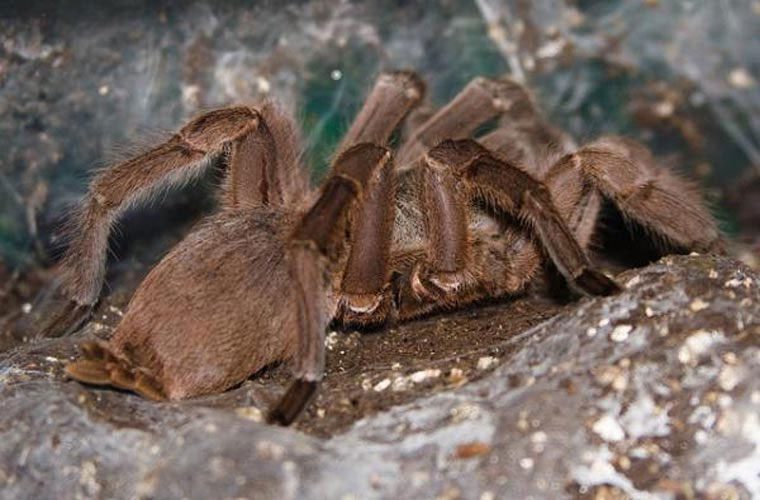 Chinese Bird Spider