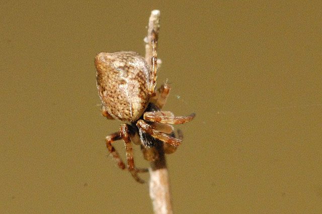 Spiders can clone themselves