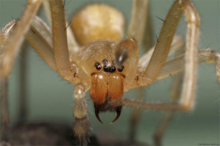 Brown Recluse Spider