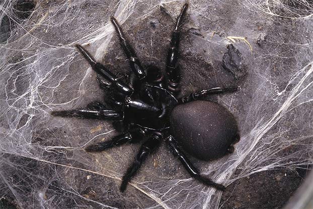 Sydney Funnel-Web Spider