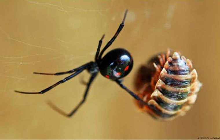 Black Widow Spider