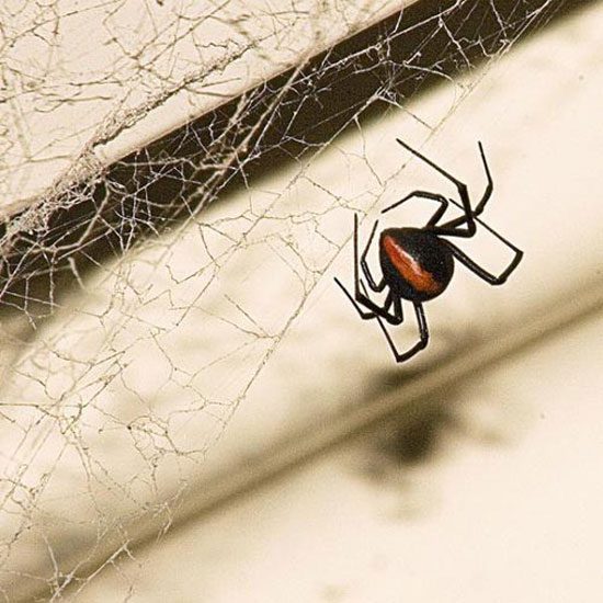 Redback Spider