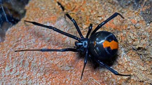 Female Redback Spider cannibalizing her mate