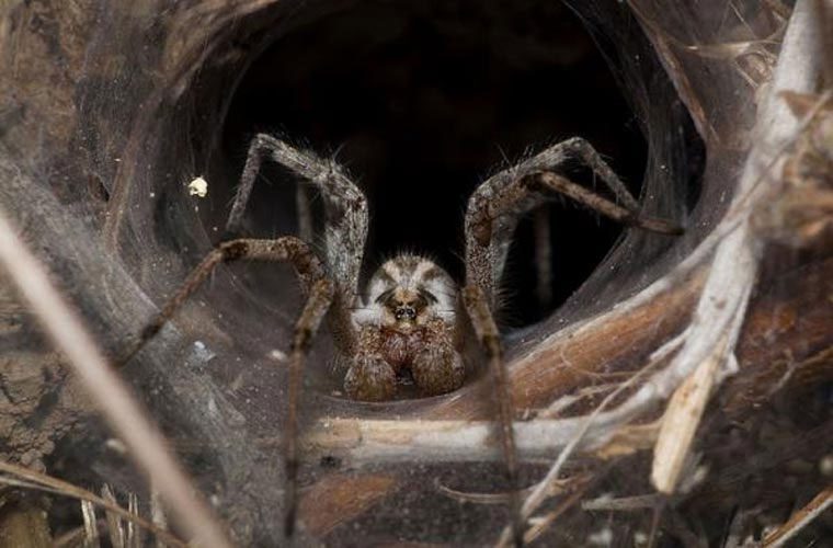 Brown Spider