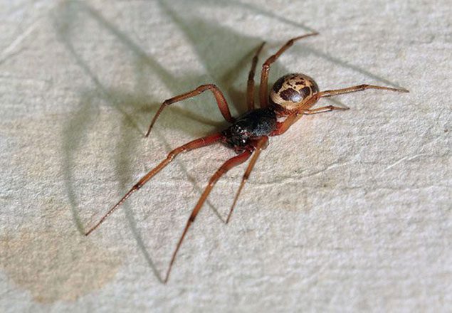 Noble False Widow Spider