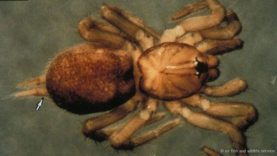 In southern Siberia, Christmas trees and tarantula spiders often appear together.