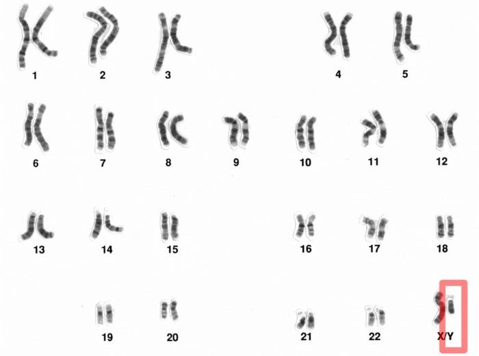 Chromosome