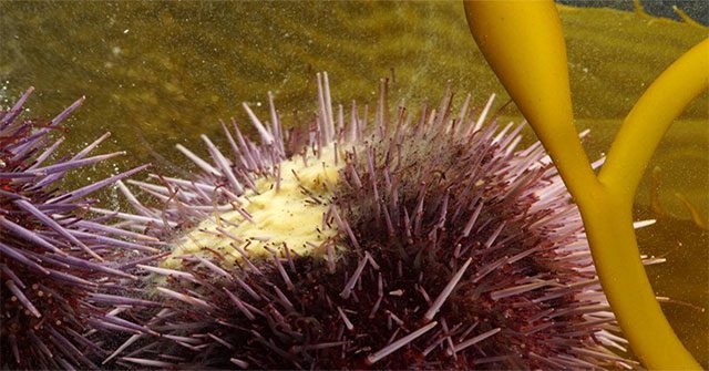 Sea urchins are found in nearly all oceans around the world.