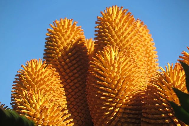 Cones of the cycad species