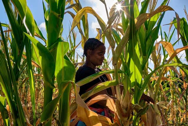 Ladias Konje, a farmer in a wilting cornfield in Kanyemba village, Zimbabwe.