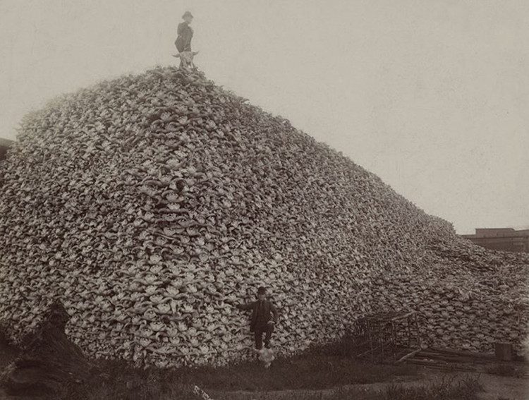 A pile of bison skulls in a photo taken in 1870 waiting to be ground and mixed into fertilizer.