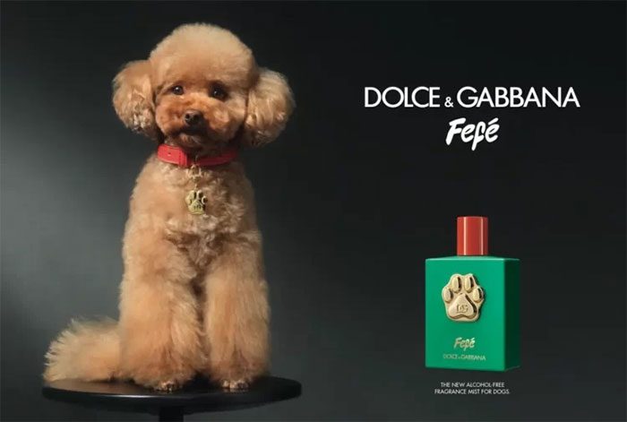 Fefé dog perfume by Dolce & Gabbana.