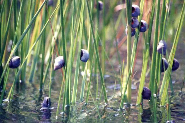 Another fungus-cultivating species is the Marsh Periwinkle (Littoraria irrorata).