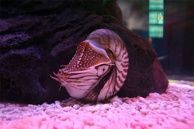 Nautilus