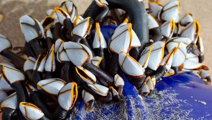 The most popular dish is still boiled barnacles to fully enjoy the ocean's flavors.