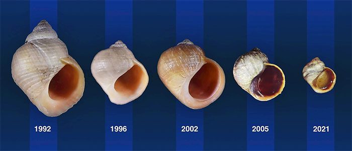 In less than 30 years, the shell of the original rock snail has evolved to resemble that of the wave snail.