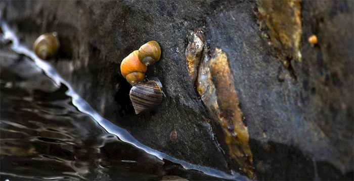 Marine snails in Sweden