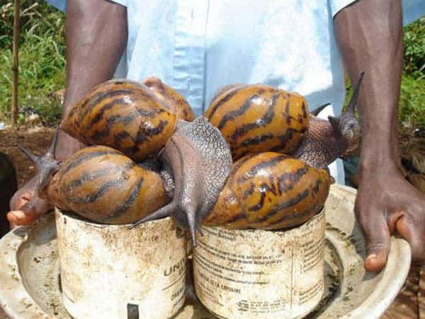 Giant African Snail