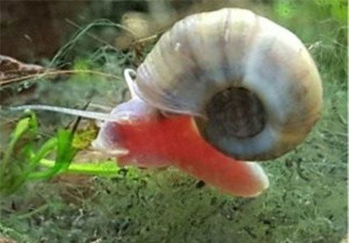 Freshwater Snail