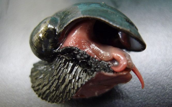 Hydrothermal snail.