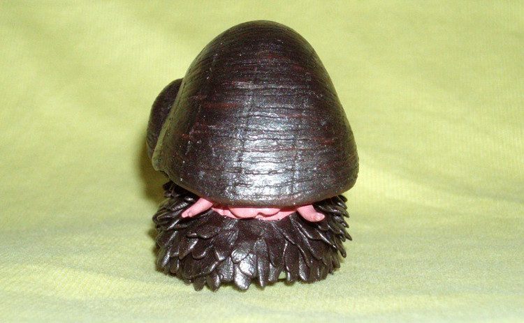 The harsh environment forces the snail to adapt with a three-layer shell.