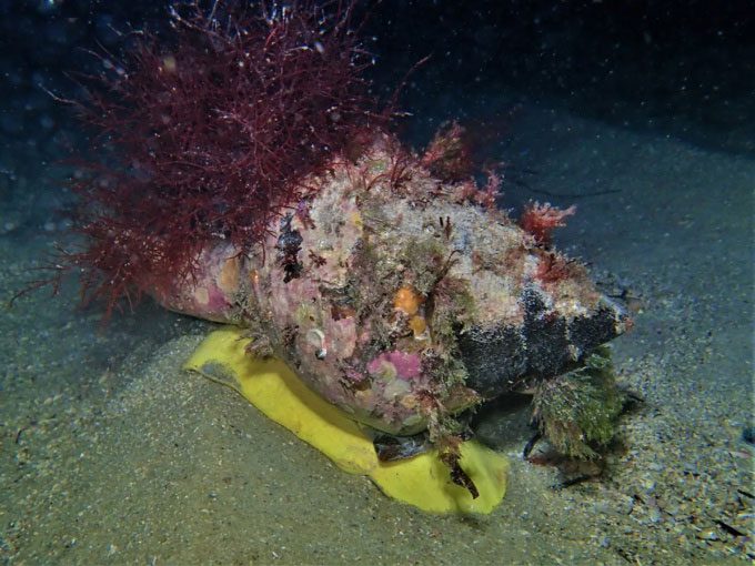 Australian trumpet snail can weigh up to 18kg.