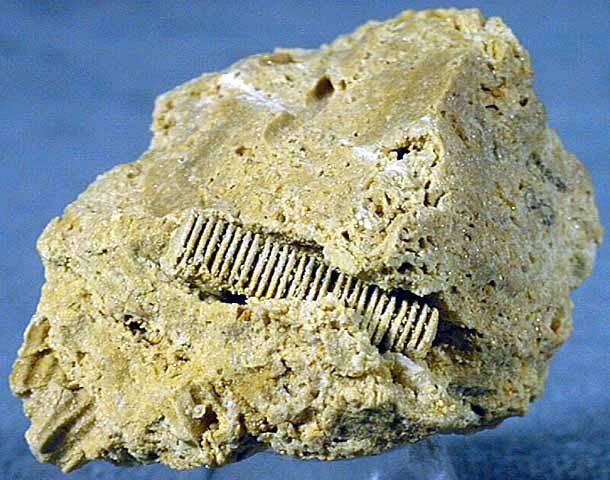  "The 300-million-year-old screw." 