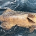 ocean monster turns into shark meat notorious causes fishermen fear 102811